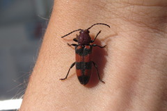 Zagymnus clerinus