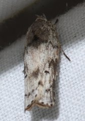 Menestomorpha kimballi