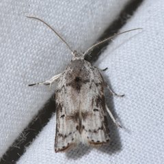 Menestomorpha kimballi