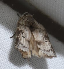 Menestomorpha kimballi