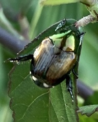 Popillia biguttata