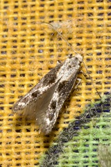 Blastodacna atra