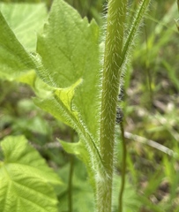 Erigeron annuus
