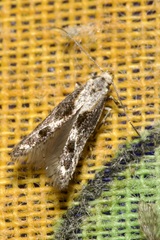 Blastodacna atra