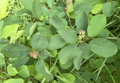 Amelanchier alnifolia