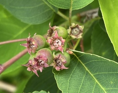 Amelanchier alnifolia