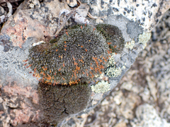 Coscinodon calyptratus
