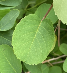 Amelanchier alnifolia