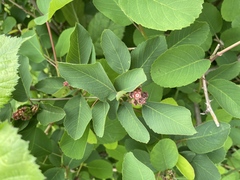 Amelanchier alnifolia