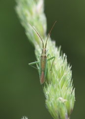 Stenodema calcarata