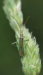 Stenodema calcarata