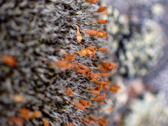 Coscinodon calyptratus