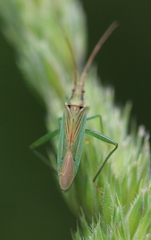 Stenodema calcarata