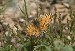 Melitaea arduinna