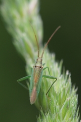 Stenodema calcarata