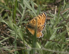 Melitaea arduinna