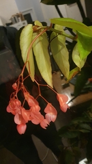 Begonia coccinea