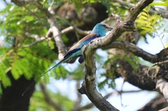 Coracias abyssinicus