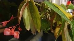 Begonia coccinea
