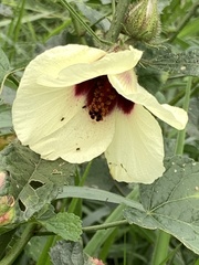 Hibiscus diversifolius