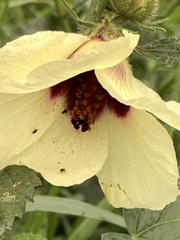 Hibiscus diversifolius