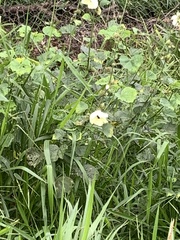 Hibiscus diversifolius