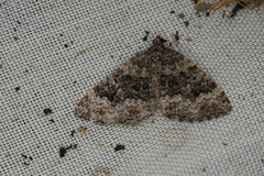 Chrysolarentia gypsomela