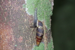 Stereophaedusa valida