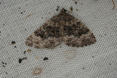 Chrysolarentia gypsomela