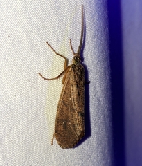 Ptilostomis ocellifera