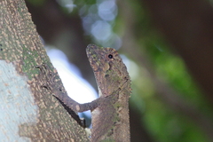 Diploderma polygonatum polygonatum