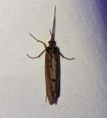 Ptilostomis ocellifera