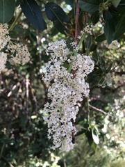 Ceanothus palmeri