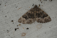 Chrysolarentia gypsomela