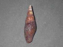 Isara carbonaria