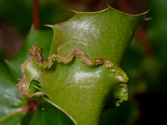 Aceria caliberberis