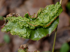 Aceria caliberberis