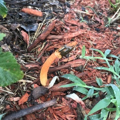Phallus rubicundus