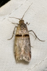 Trachonitis cristella