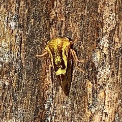 Ophiderma evelyna