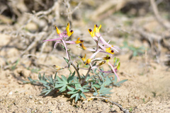Corydalis ainae