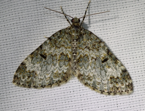 Double-banded Carpet Moth photo 4