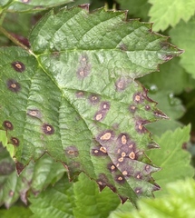 Sphaerulina westendorpii