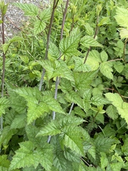 Sphaerulina westendorpii