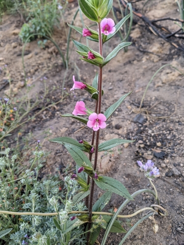 Bolander's monkeyflower (Diplacus bolanderi)