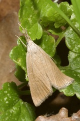 Pseudobissetia terrestrellus