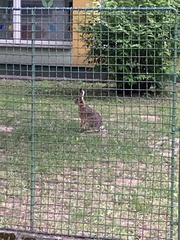 Lepus europaeus