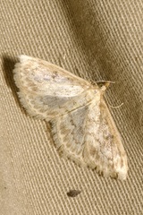Anania perlucidalis
