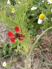 Adonis annua