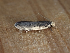 Philobota acropola